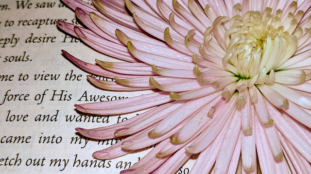 Página de libro, poesía y flor